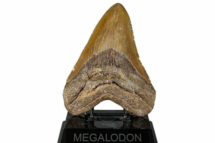 Fossil Megalodon Tooth - Huge NC Meg #328312